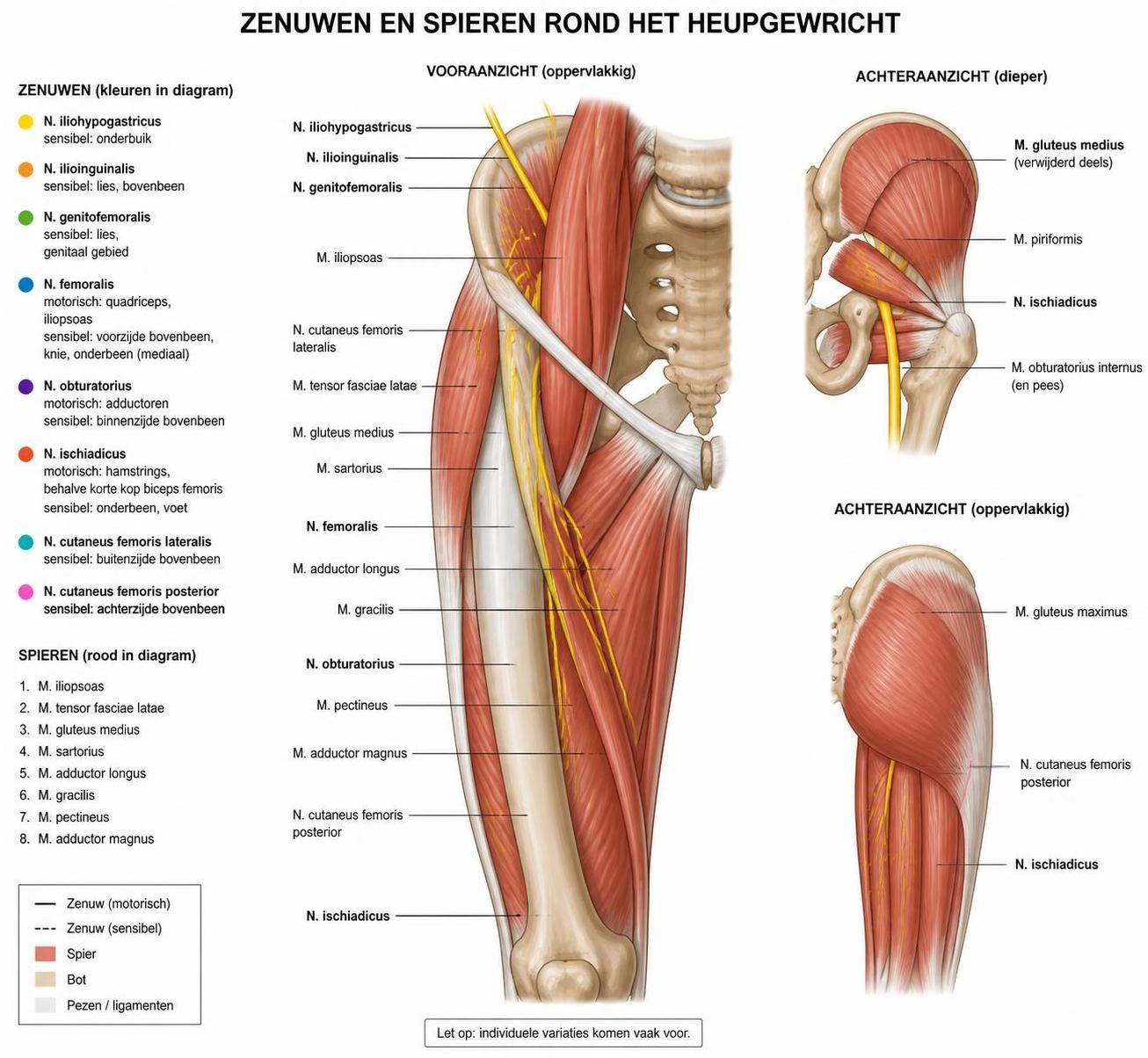 ontdek de oorzaken en effectieve behandelingen van heuppijn die uitstraalt naar het been. leer hoe u pijn kunt verminderen en uw mobiliteit kunt verbeteren.