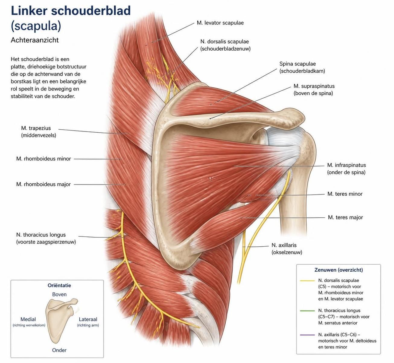 ontdek de oorzaken en effectieve oplossingen voor pijn in het linker schouderblad om snel verlichting te vinden en je mobiliteit te verbeteren.